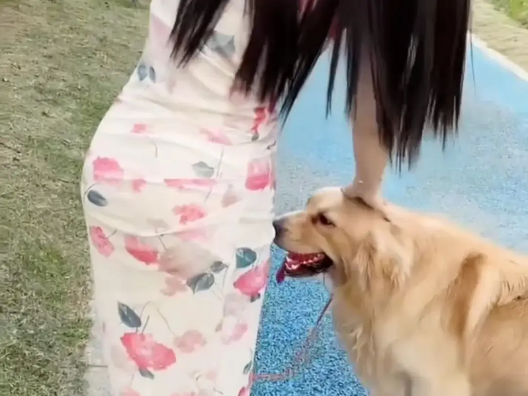 《抖音香香公主与爱犬金毛》相关资源图片